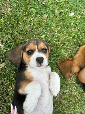Cățel Beagle Tricolor  - imagine 4