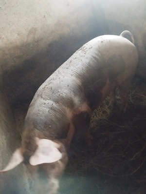 De vânzare scroafă pietrean la a doua fătare 