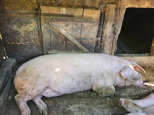 Vand porc crescut in gospodarie - imagine 2