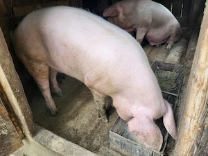 Vand porc crescut in gospodarie - imagine 3