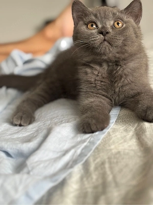 British shorthair 