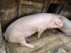 Vand porc crescut in gospodarie - imagine 5