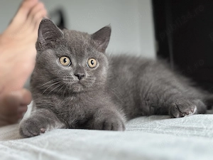 British shorthair  scottish straight