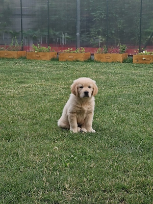 Pui golden retriever 