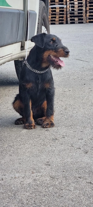 Mascul jagdterrier jagd terrier pedigree fci  - imagine 3