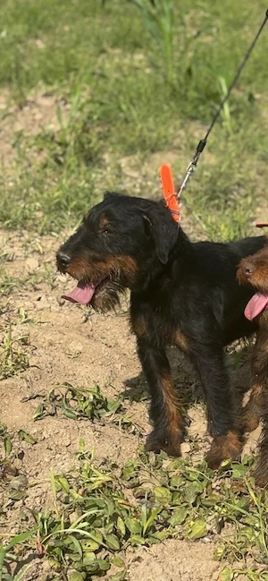 Mascul jagdterrier jagd terrier pedigree fci  - imagine 4