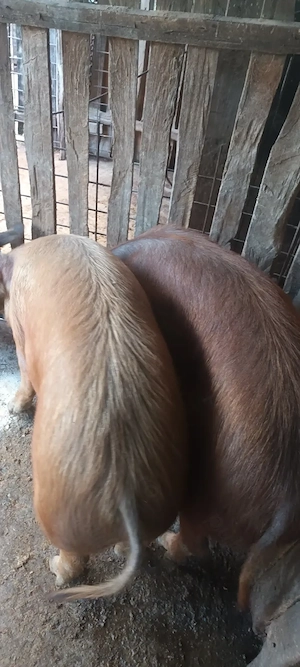 Porci duroc