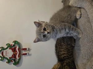British Shorthair  - imagine 5