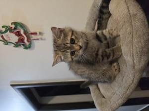 British Shorthair  - imagine 3