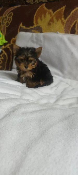 Yorkshire terrier. - imagine 2