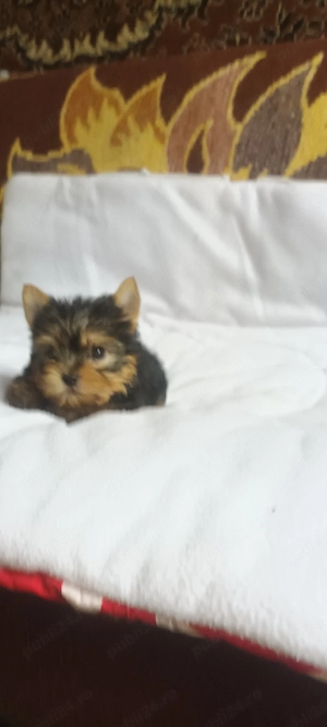 Yorkshire terrier. - imagine 3
