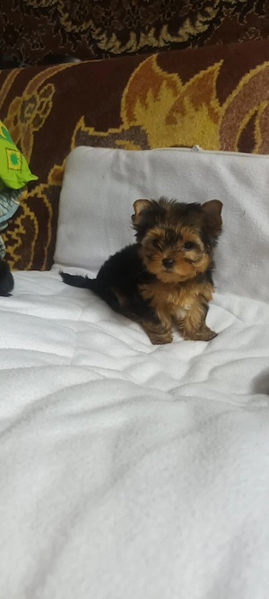 Yorkshire terrier. - imagine 4