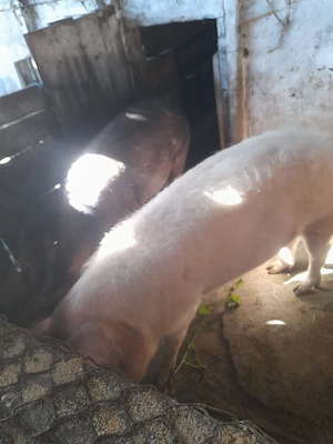De vanzare 2 porci 