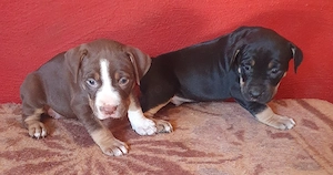 puiuti Amstaff rasa pura - imagine 2