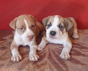 puiuti Amstaff rasa pura - imagine 4