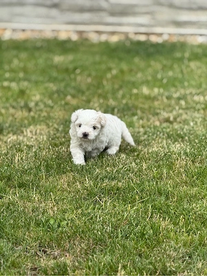 fetiță bichon maltez talie mică - imagine 4