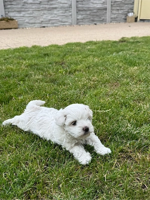 fetiță bichon maltez talie mică - imagine 3