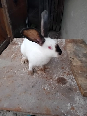 Vand femela de UT