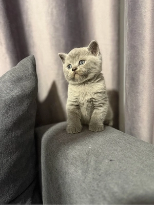 British Shorthair blue  - imagine 2