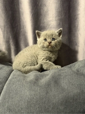 British Shorthair blue  - imagine 3