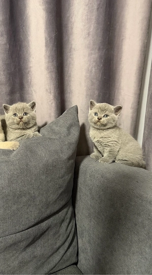 British Shorthair blue  - imagine 5