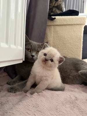 British Shorthair color point - imagine 4
