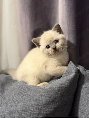British Shorthair color point - imagine 5