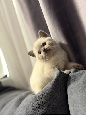 British Shorthair color point - imagine 2