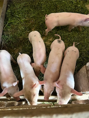 purcei de 6 saptamani 