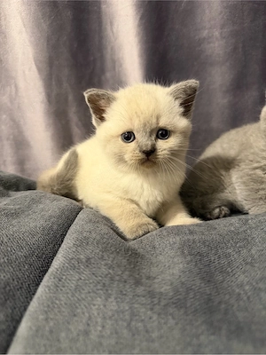 British Shorthair color point - imagine 3