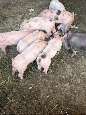 purcei de vanzare 