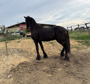 Vand manz Friesian-Frizian - imagine 5