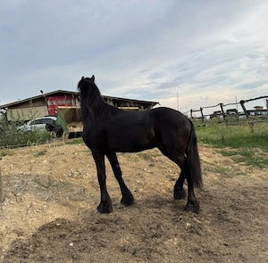 Vand manz Friesian-Frizian - imagine 3