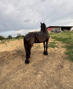 Vand manz Friesian-Frizian - imagine 4