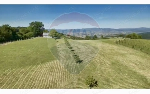 Teren  20.170mp   | Livada | Suncuius, Bihor - imagine 6