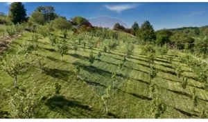 Teren  20.170mp   | Livada | Suncuius, Bihor - imagine 3