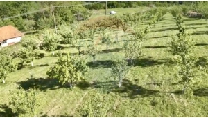 Teren  20.170mp   | Livada | Suncuius, Bihor - imagine 14