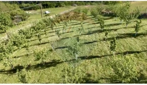 Teren  20.170mp   | Livada | Suncuius, Bihor - imagine 8