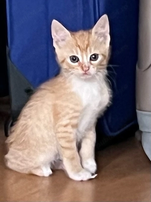 adoptie 2 pui pisica tabby tigrat roscat