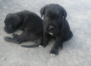 Căței canne corso disponibili