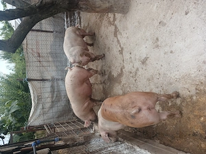 Porci landras x duroc marele alb