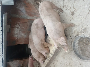 Porci mari la 100 130kg - imagine 3