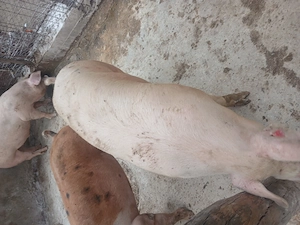 Porci crescuti natural 100 130 kg - imagine 2