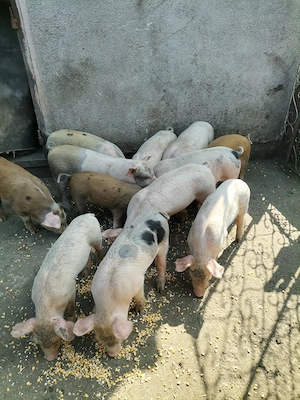 Purcei de carne. 