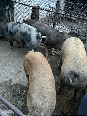 porci de vanzare - imagine 5