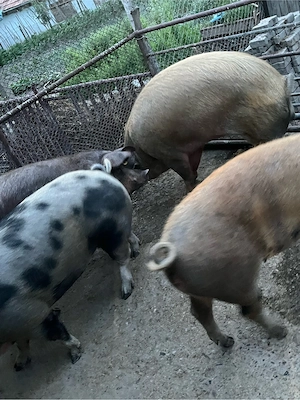 porci de vanzare - imagine 2