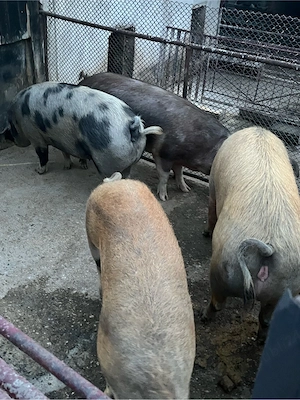 porci de vanzare - imagine 4
