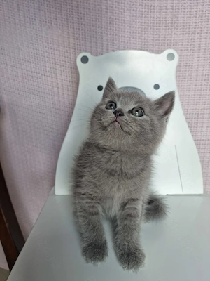 Pui British Shorthair - imagine 2