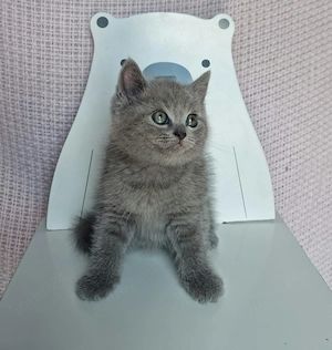 Pui British Shorthair - imagine 3