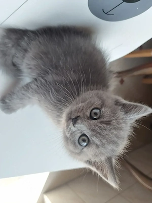 Pui British Shorthair - imagine 4